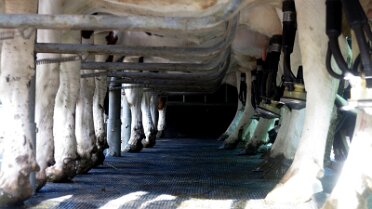 013 Vaches à la traite